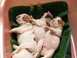 牛宝宝视频在线看国产片,国产片盛宴，在线观影新体验