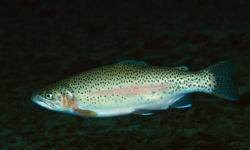 国产虹鳟可以生吃吗视频,揭秘生吃虹鳟的真相