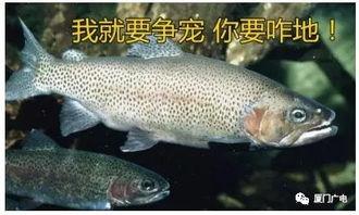 国产虹鳟可以生吃吗视频,揭秘生吃虹鳟的真相