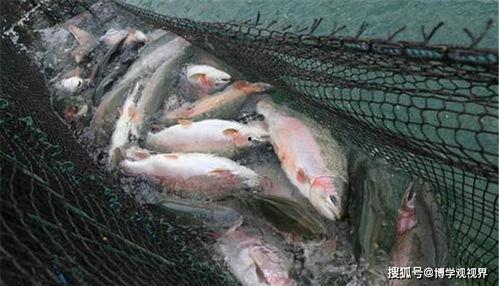 国产虹鳟可以生吃吗视频,揭秘生吃虹鳟的真相