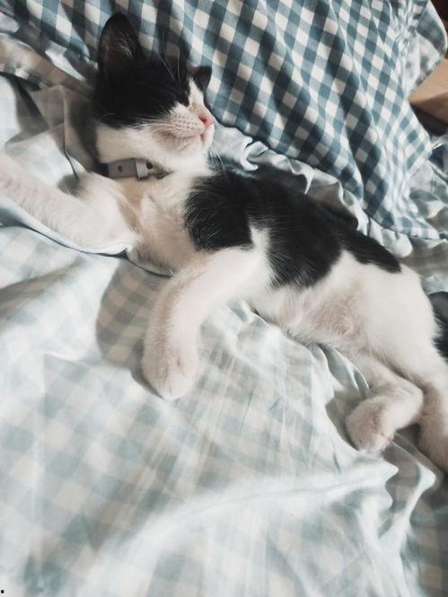 猫长期吃国产粮好吗视频,揭秘猫咪健康饮食之谜